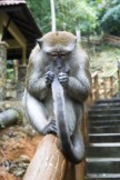 Macaque on Handrail of Stairs to Seven Wells.JPG (67 KB)